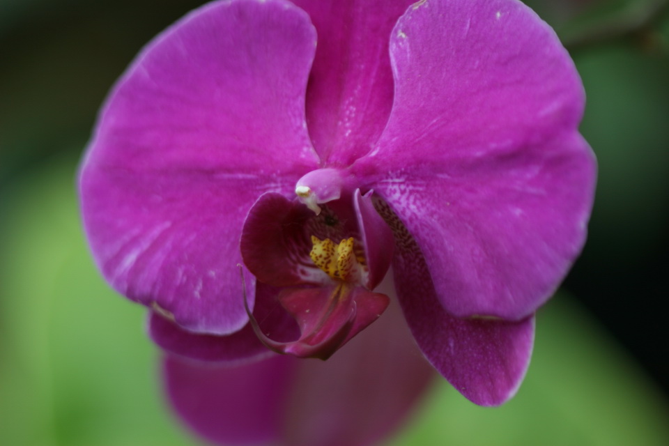 Purple Beauty in Atlanta, Georgia