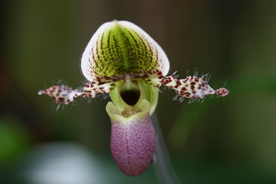 Winged Orchid in Atlanta, Georgia