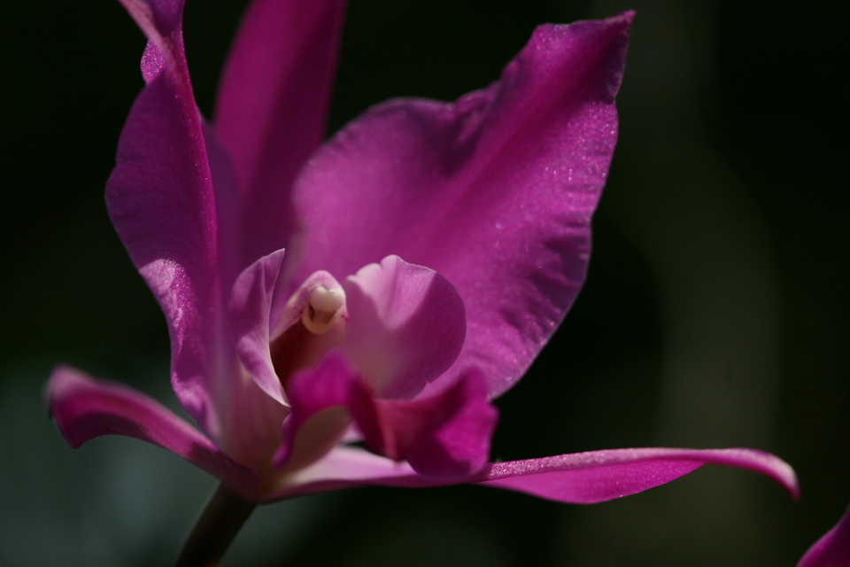 Purple Orchid in Atlanta, Georgia