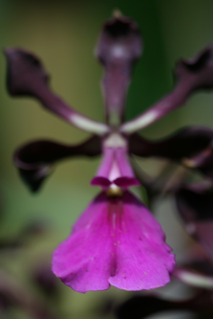 Purple Star in Atlanta, Georgia