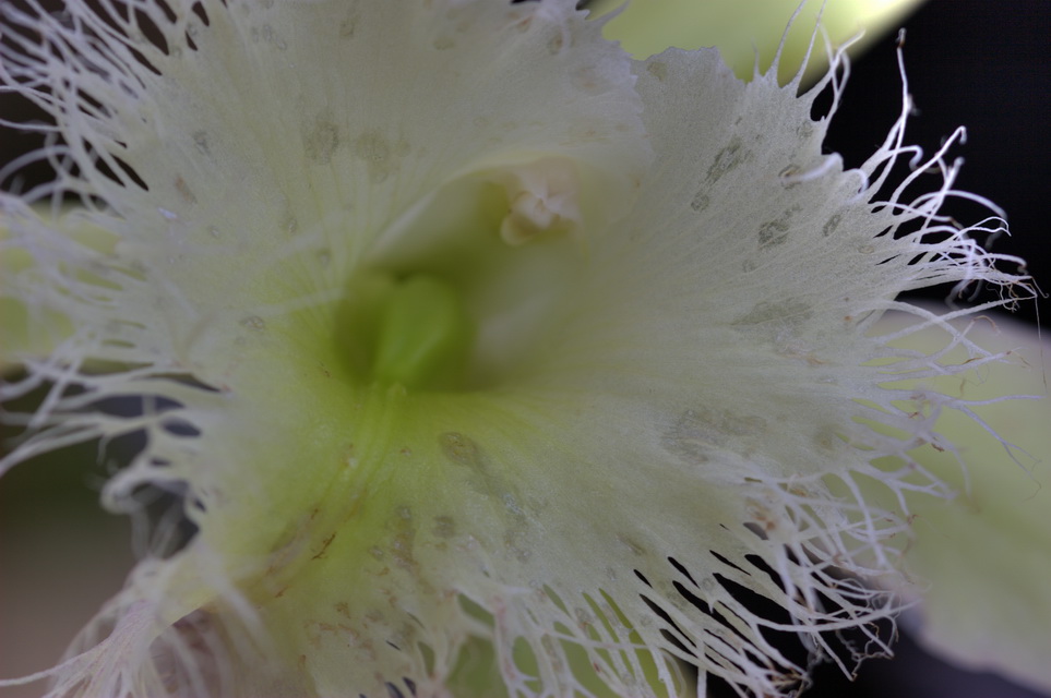 Fuzzy Orchid in Atlanta, Georgia