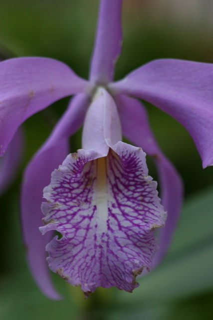 Purple Tube in Atlanta, Georgia