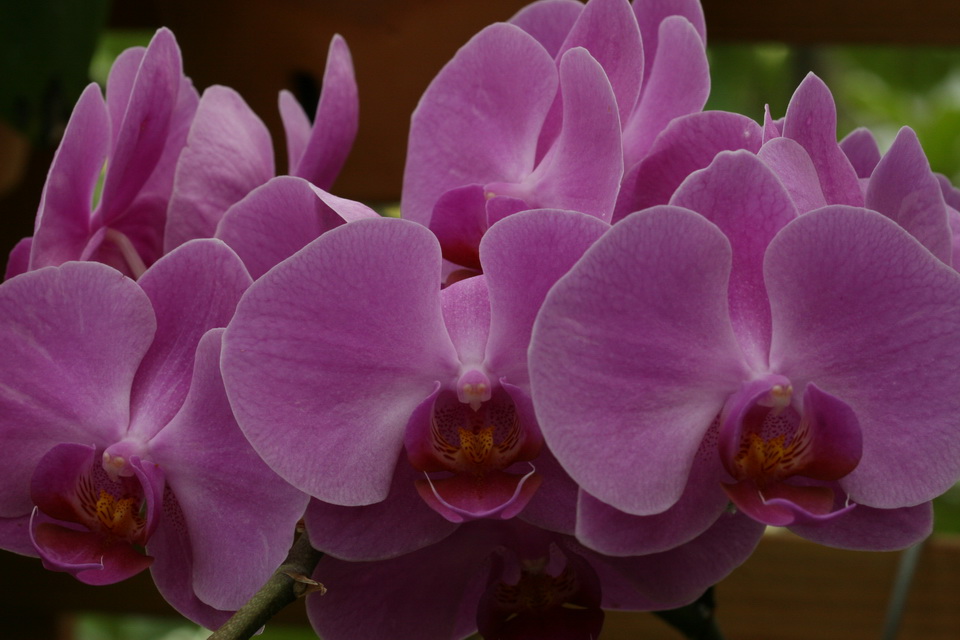 Flock of Orchids in Atlanta, Georgia