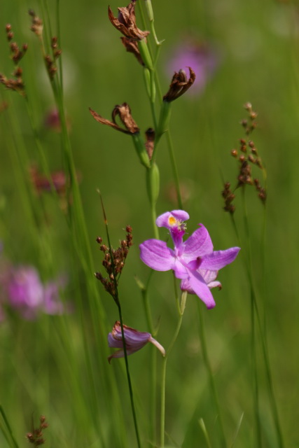 Flower in a Field in Atlanta, Georgia