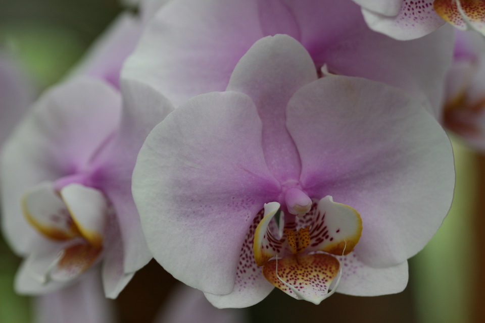 Orchid Beauty in Atlanta, Georgia