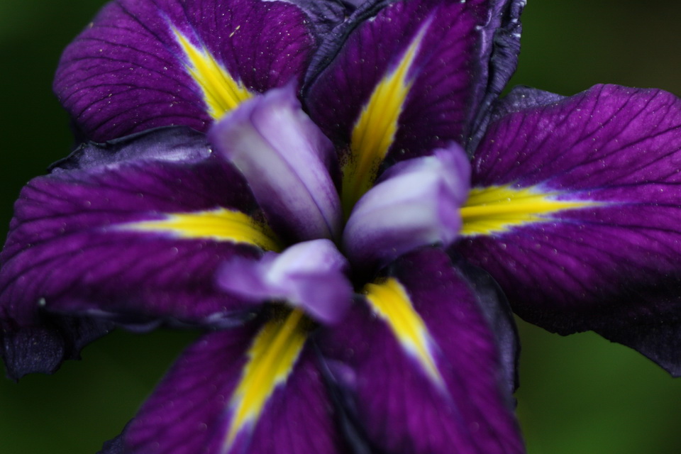 Starburst in Atlanta, Georgia