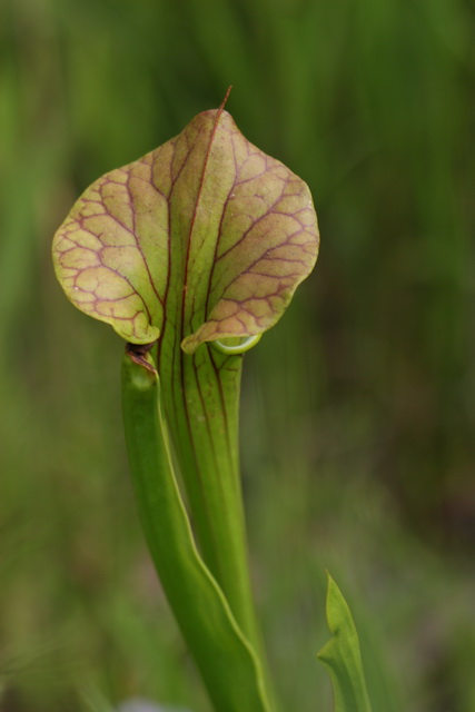 Pitcher Plant in Atlanta, Georgia