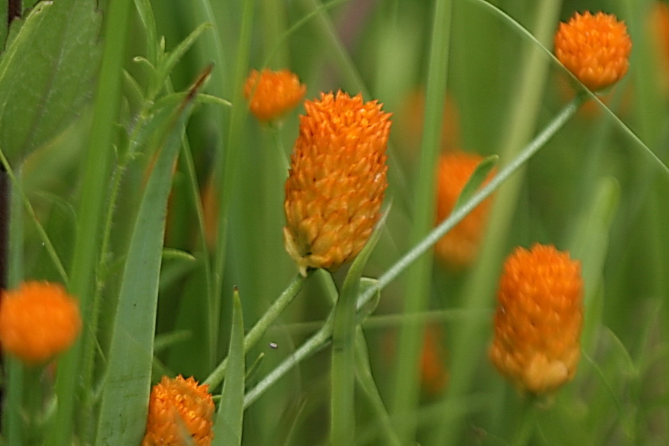 Orange Blooms in Atlanta, Georgia