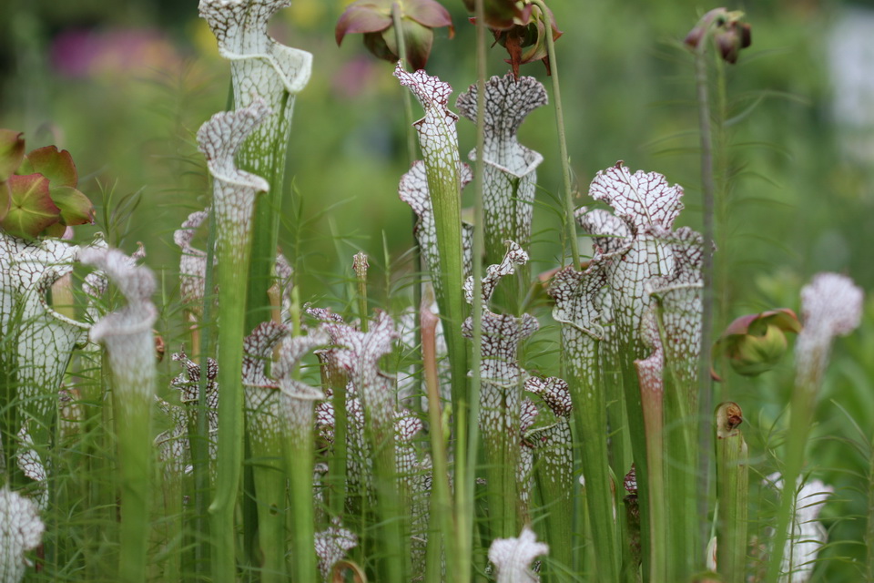 Pitcher Plants in Atlanta, Georgia