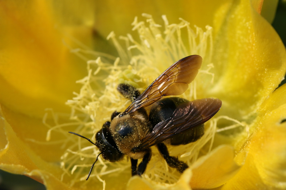 Bee in Yellow in Atlanta, Georgia