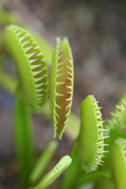 Plant Carnivor in Atlanta, Georgia