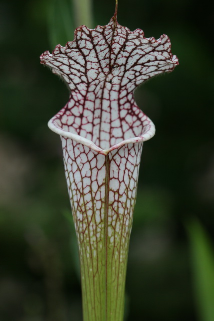 Dangerous Plant in Atlanta, Georgia