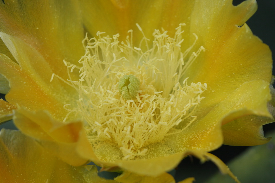 Prickly Pear Flower in Atlanta, Georgia