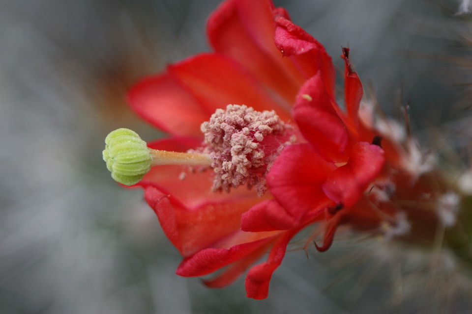 Red Beauty in Atlanta, Georgia