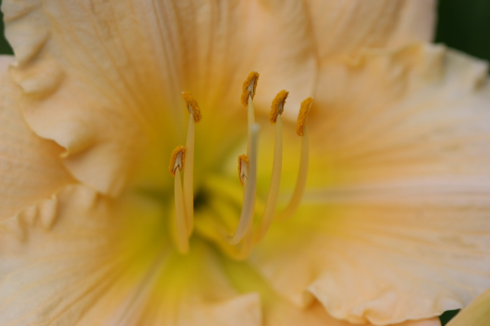 Pale Beauty in Atlanta, Georgia