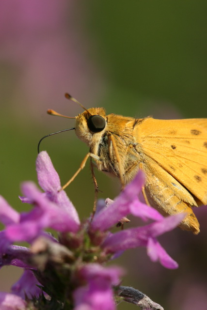 Hungry Moth in Atlanta, Georgia