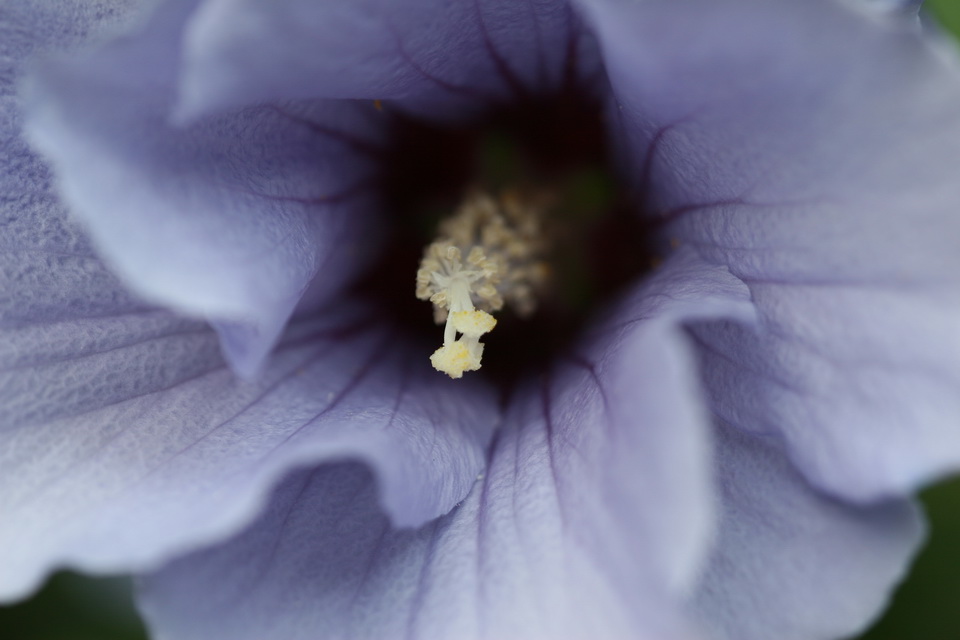 Blue Hibiscus in Atlanta, Georgia
