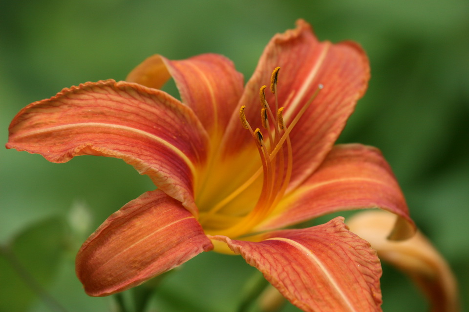 Daylily in Highlands, North Carolina