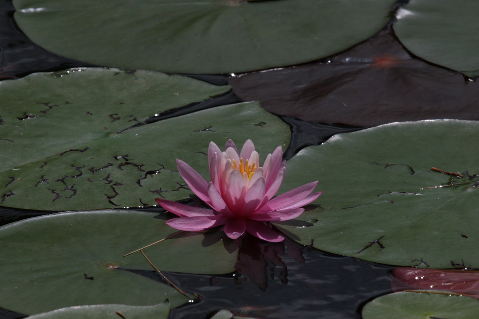 Lily Pads in Highlands, North Carolina