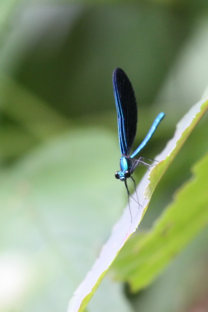 Blue Dragonfly in Highlands, North Carolina