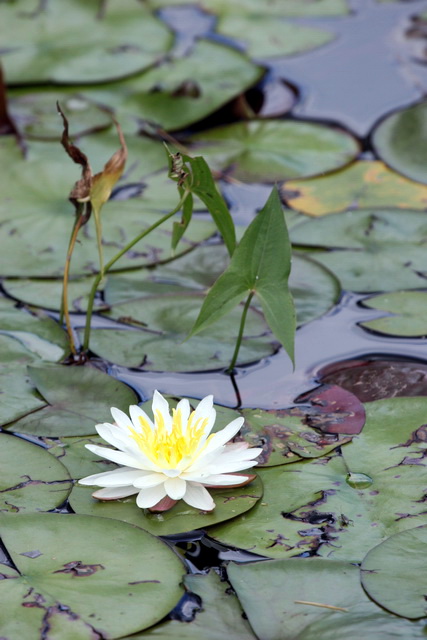 White Lily in Highlands, North Carolina