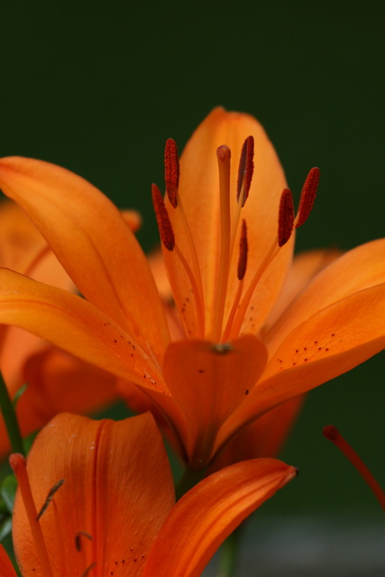 Orange Daylily in Highlands, North Carolina