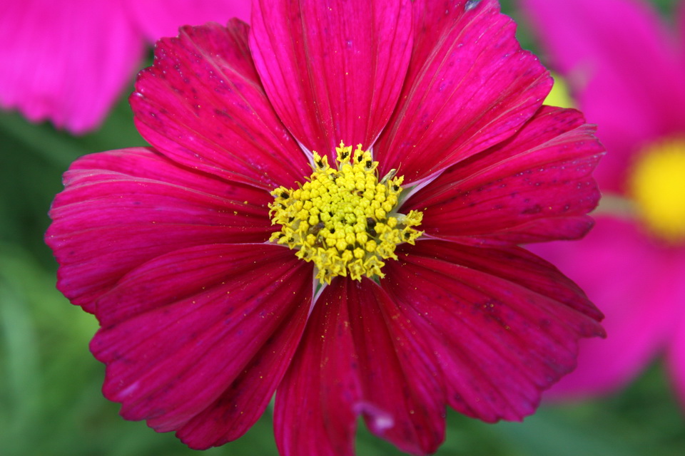 Yellow on Purple in Highlands, North Carolina
