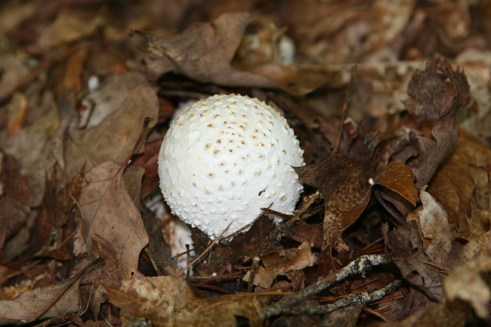Golf Ball? in Highlands, North Carolina