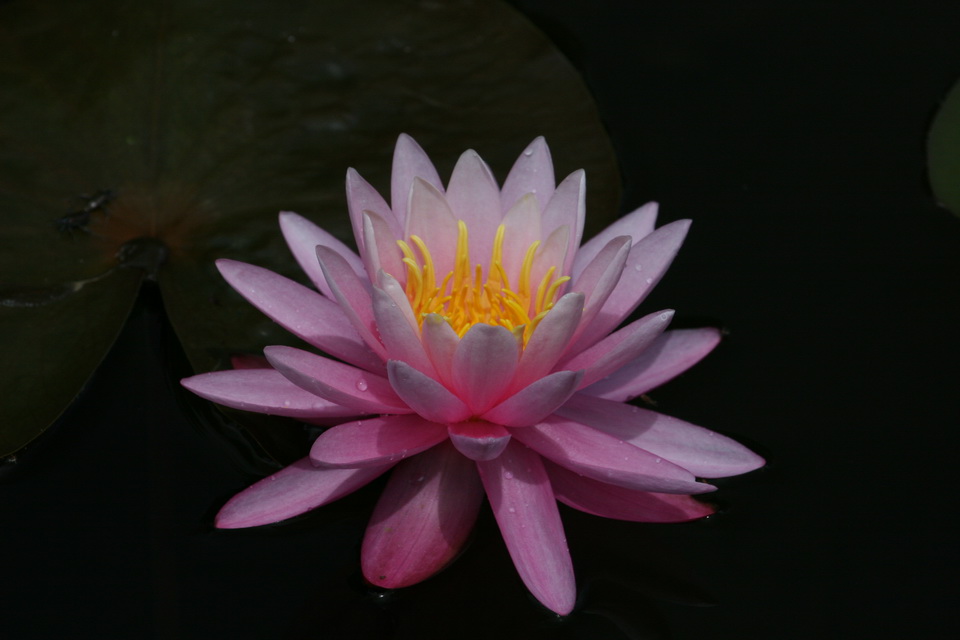 Water Lily in Highlands, North Carolina