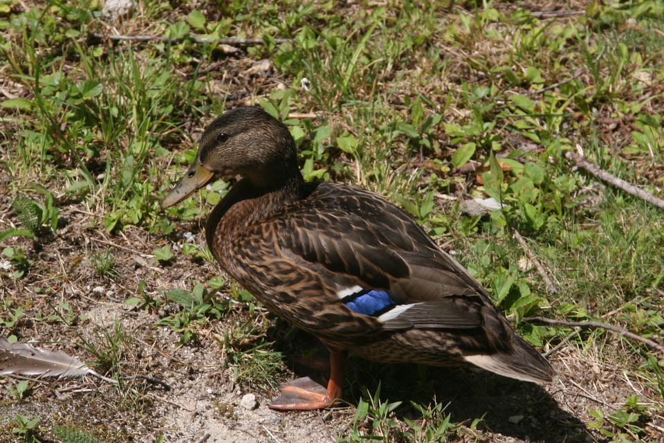 NC Duck in Highlands, North Carolina