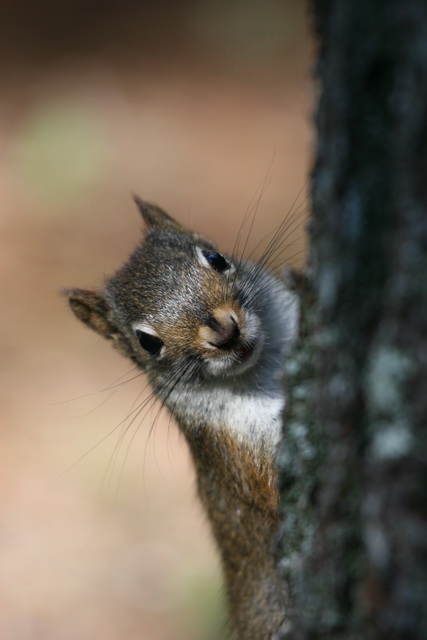Peek a Boo in Highlands, North Carolina