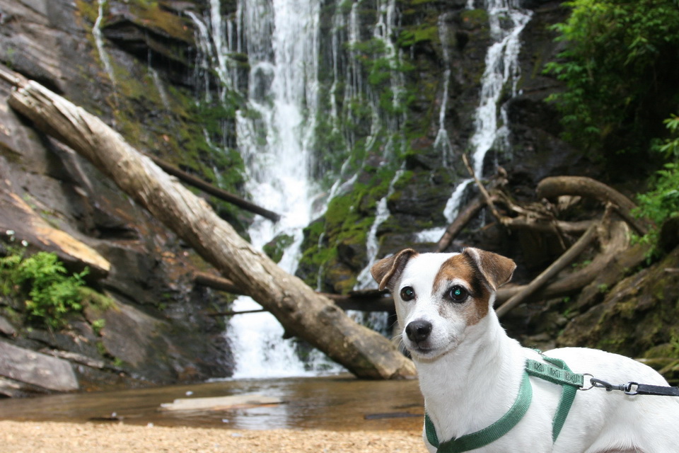Sweetpea at King Creek in Highlands, North Carolina