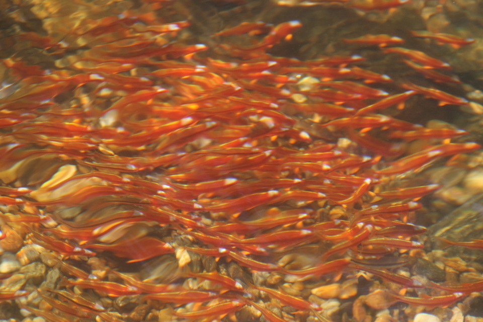 Fish in Chattooga in Highlands, North Carolina