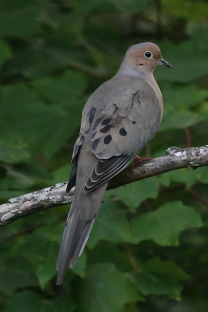 Forest Dove in Highlands, North Carolina