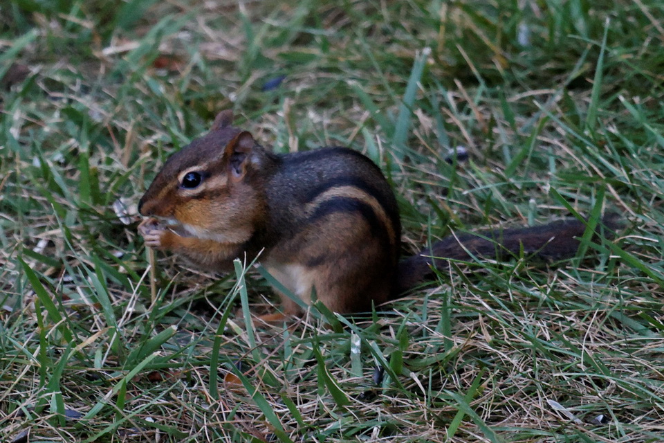 The Elusive Chipmunk in Highlands, North Carolina