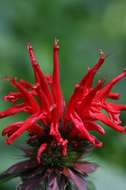 Red Top in Highlands, North Carolina