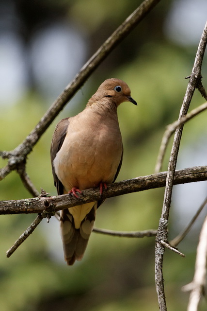 Brown Beauty in Highlands, North Carolina