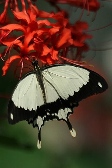 White Butterfly in Callaway Gardens, Georgia