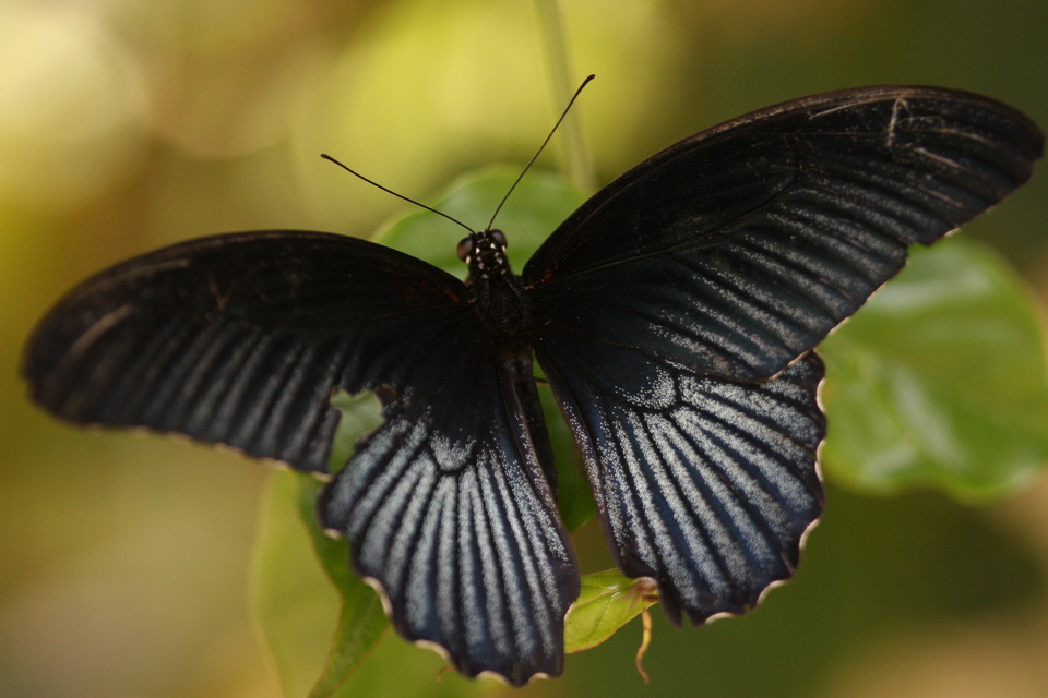 Black Beauty in Callaway Gardens, Georgia