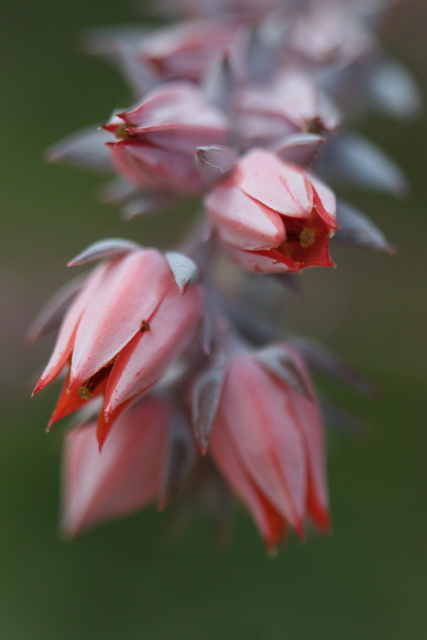 Bud Beauty in Callaway Gardens, Georgia
