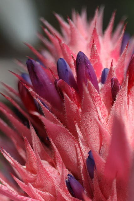 Pink Bromeliad  in Callaway Gardens, Georgia