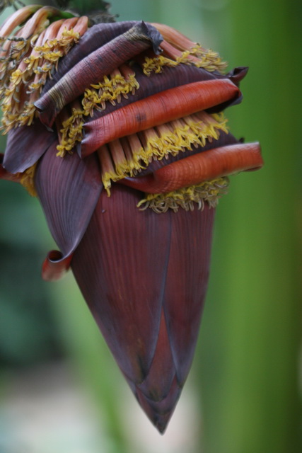 Odd Pod in Callaway Gardens, Georgia