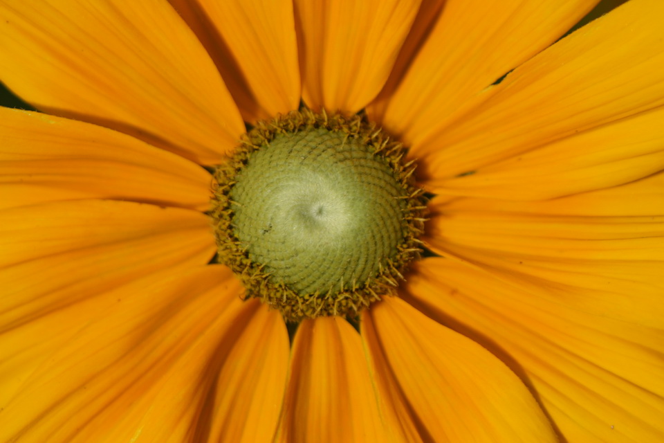 Black-Eyed Susan in Callaway Gardens, Georgia