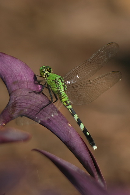 Green Dragon in Callaway Gardens, Georgia