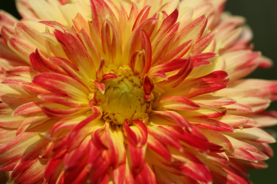 Decorative Dahlia in Callaway Gardens, Georgia