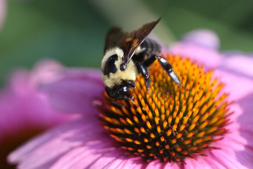 Flower or Bee in Callaway Gardens, Georgia