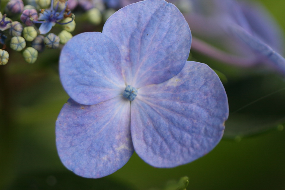 Lacecap Hydrangea in Callaway Gardens, Georgia