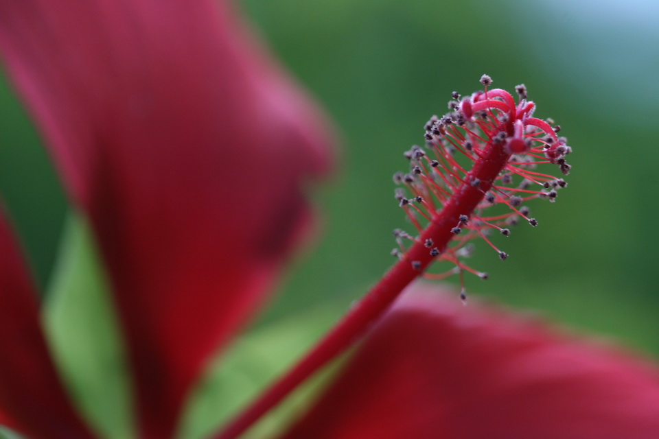 Hibiscus Closeup in Callaway Gardens, Georgia