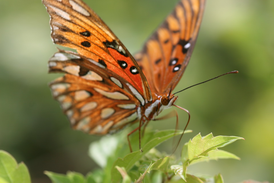 Pretty in Brown in Callaway Gardens, Georgia
