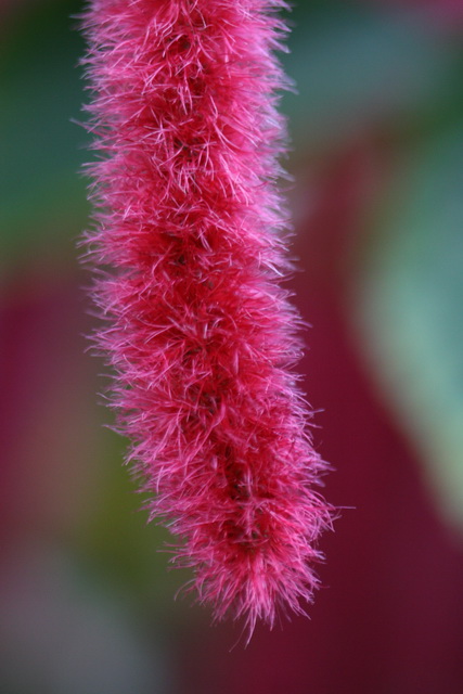 Fuzzy Flower in Callaway Gardens, Georgia